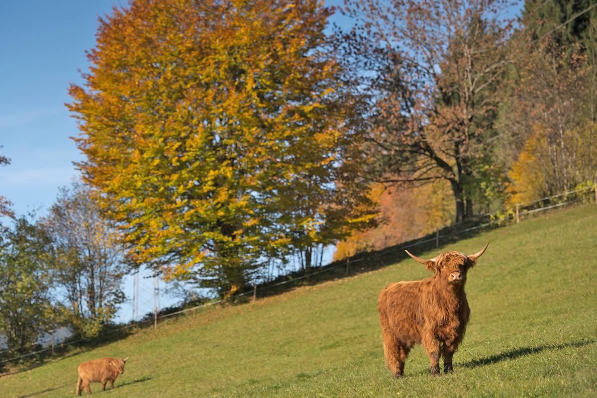 Vorbei an Hochlandrindern bei einer Wanderung rund um Goldegg